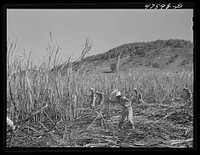 Guanica, Puerto Rico (vicinity). Harvesting sugar cane in a burned field. Burning the fields destroys the dense leaves and makes cutting the unharmed stalks easier. Sourced from the Library of Congress.