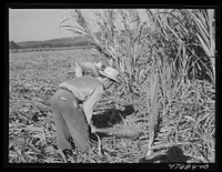 [Untitled photo, possibly related to: Guanica, Puerto Rico (vicinity). Harvesting sugar cane in a field. The cattle in the background have been let loose to feed on the leaves]. Sourced from the Library of Congress.