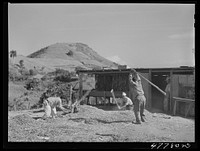 Yauco, Puerto Rico (vicinity). Threshing pigeon peas on a farm in the hills. Sourced from the Library of Congress.