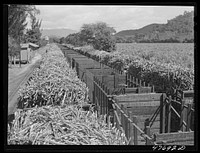 [Untitled photo, possibly related to: Guanica, Puerto Rico (vicinity). Train load of sugar cane on its way to the sugar mill]. Sourced from the Library of Congress.