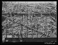 Guanica, Puerto Rico (vicinity). Train load of sugar cane on its way to the sugar mill. Sourced from the Library of Congress.