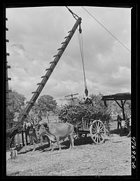 [Untitled photo, possibly related to: Guanica, Puerto Rico (vicinity). At the loading station. Here cane is loaded by crane on to freight cars to be shipped to the sugar mill]. Sourced from the Library of Congress.