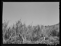 [Untitled photo, possibly related to: Yauco, Puerto Rico (vicinity). Harvesting cane in a sugar cane field]. Sourced from the Library of Congress.