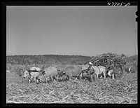 [Untitled photo, possibly related to: Guanica, Puerto Rico (vicinity). Ox cart driver and his team in a sugar field]. Sourced from the Library of Congress.