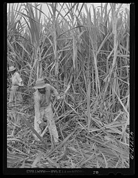 Yauco, Puerto Rico (vicinity). Harvesting cane in a sugar field. Sourced from the Library of Congress.