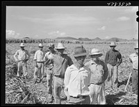 [Untitled photo, possibly related to: Yauco, Puerto Rico (vicinity). Farm laborers who have been planting sugar cane about to go to lunch]. Sourced from the Library of Congress.