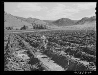 [Untitled photo, possibly related to: Guanica, Puerto Rico (vicinity). Irrigating the sugar fields on a large plantation]. Sourced from the Library of Congress.