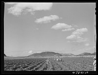 Guanica, Puerto Rico (vicinity). Planting sugar cane on a large plantation. Sourced from the Library of Congress.