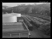 [Untitled photo, possibly related to: Ensenada, Puerto Rico. Carloads of sugar cane at the South Puerto Rico Sugar Company]. Sourced from the Library of Congress.