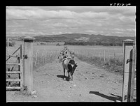 [Untitled photo, possibly related to: In the flat cattle country in the southwestern tip of Puerto Rico]. Sourced from the Library of Congress.