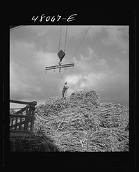 [Untitled photo, possibly related to: San Sebastian, Puerto Rico (vicinity). Unloading sugar cane at a "central"]. Sourced from the Library of Congress.