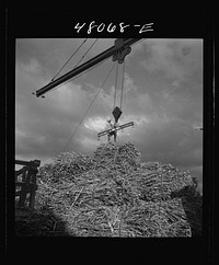 San Sebastian, Puerto Rico (vicinity). Unloading sugar cane at a "central". Sourced from the Library of Congress.