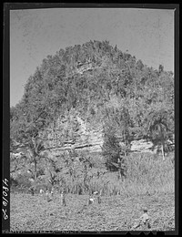 [Untitled photo, possibly related to: San Sebastian, Puerto Rico (vicinity). Harvesting cane in the poor hill area between San Sebastian and Camuy]. Sourced from the Library of Congress.