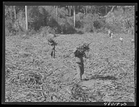San Sebastian, Puerto Rico (vicinity). Harvesting cane in the poor hill area between San Sebastian and Camuy. Sourced from the Library of Congress.