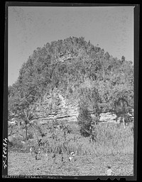[Untitled photo, possibly related to: San Sebastian, Puerto Rico (vicinity). Harvesting cane in the poor hill area between San Sebastian and Camuy]. Sourced from the Library of Congress.