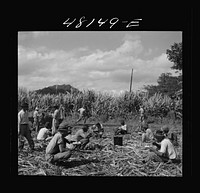 [Untitled photo, possibly related to Arecibo (vicinity), Puerto Rico. Lunchtime in a sugar field]. Sourced from the Library of Congress.