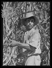 Rio Piedras (vicinity), Puerto Rico. FSA (Farm Security Administration) borrower who is a member of a sugar cooperative. Sourced from the Library of Congress.