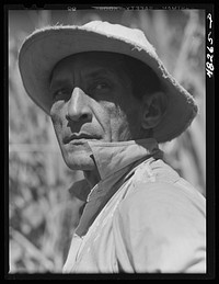 Rio Piedras, Puerto Rico. FSA (Farm Security Administration) borrower participating in a sugar cooperative. Sourced from the Library of Congress.