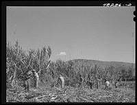 Rio Piedras (vicinity), Puerto Rico. FSA (Farm Security Administration) farm working in a sugar cane field. This is a part of a FSA cooperative. Sourced from the Library of Congress.