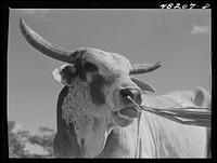 Arecibo, Puerto Rico (vicinity). Ox in a sugar cane field. Sourced from the Library of Congress.