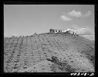Barranquitas (vicinity), Puerto Rico. A tenant purchase borrower's home in the tobacco country. The row of plants in the foreground are plantain trees. Sourced from the Library of Congress.
