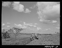 Rio Piedras (vicinity), Puerto Rico. FSA (Farm Security Administration) borrower's son plowing with a pair of rented oxen. Sourced from the Library of Congress.