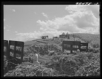 [Untitled photo, possibly related to: Rio Piedras, Puerto Rico (vicinity). Some of the FSA (Farm Security Administration) borrowers who were harvesting their sugar crop cooperatively]. Sourced from the Library of Congress.