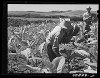 [Untitled photo, possibly related to: Barranquitas (vicinity), Puerto Rico. Picking tobacco on a farm]. Sourced from the Library of Congress.
