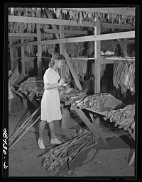 Barranquitas (vicinity), Puerto Rico. Stringing tobacco on the farm of a FSA (Farm Security Administration) borrower. Sourced from the Library of Congress.