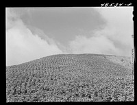 [Untitled photo, possibly related to: Guanica, Puerto Rico (vicinity). A field of tobacco]. Sourced from the Library of Congress.