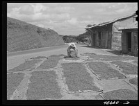 San Sebastian, Puerto Rico (vicinity). Setting out coffee beans to dry along the road. Sourced from the Library of Congress.