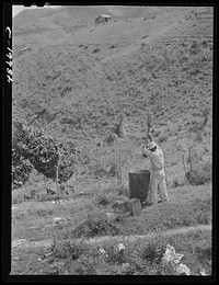 [Untitled photo, possibly related to: San Sebastian, Puerto Rico (vicinity). Setting out coffee beans to dry along the road]. Sourced from the Library of Congress.