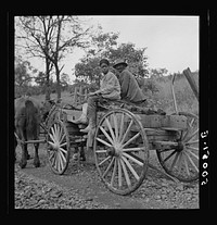 Hauling coal up the hill, picked up near mines, to his home. Chaplin, West Virginia. Sourced from the Library of Congress.