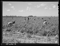 [Untitled photo, possibly realted to: Migrant laborers pick tomatoes in fields near Homestead, Florida]. Sourced from the Library of Congress.