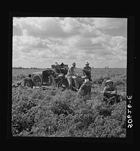 White foreman and helpers in tomato field during lunch hour. Homestead, Florida. Sourced from the Library of Congress.