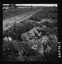 Migrant vegetable worker sleeping in tomato field during his lunch hour near Homestead, Florida. Sourced from the Library of Congress.