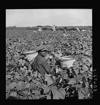 Picking beans near Homestead, Florida. Sourced from the Library of Congress.