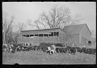 Cattle and hogs feeding, Emrick farm near Aledo, Illinois. This farm is managed by a son. A hired man lives on the farm and takes care of the crops and livestock. All crops are fed to the livestock by Russell Lee
