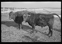[Untitled photo, possibly related to: Part of shorthorn cattle herd belonging to G.H. West near Estherville, Iowa] by Russell Lee