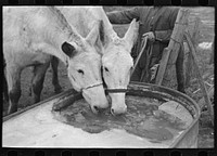 Breaking ice to water mules on on Rex Inman's farm near Estherville, Iowa. This farm of 360 acres is rented from company by tenant by Russell Lee