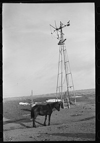 Blind horse and broken windmill on Glen Cook's farm near Smithland, Iowa by Russell Lee