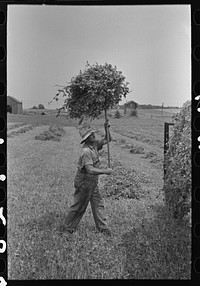 [Untitled photo, possibly related to: Farmer pitching pea vines atop truck, on farm near Sun Prairie, Wisconsin] by Russell Lee