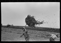 [Untitled photo, possibly related to: Farmer pitching pea vines atop truck, on farm near Sun Prairie, Wisconsin] by Russell Lee