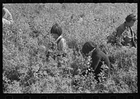 Young blueberry pickers, near Little Fork, Minnesota by Russell Lee
