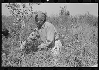 Indian woman picking blueberries near Little Fork, Minnesota by Russell Lee