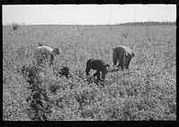 [Untitled photo, possibly related to: Indian woman picking blueberries near Little Fork, Minnesota] by Russell Lee