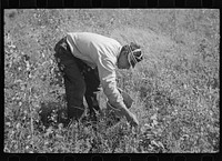[Untitled photo, possibly related to: Indian family picking blueberries near Little Fork, Minnesota] by Russell Lee