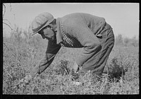 Blueberry picker, near Little Fork, Minnesota by Russell Lee