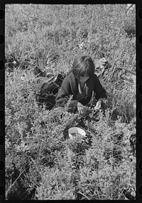Indian child picking blueberries, near Little Fork, Minnesota by Russell Lee