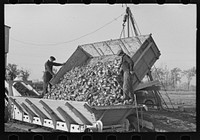 Unloading sugar beets from truck, East Grand Forks, Minnesota by Russell Lee
